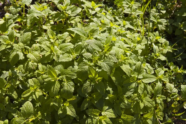 stock image Melissa officinalis