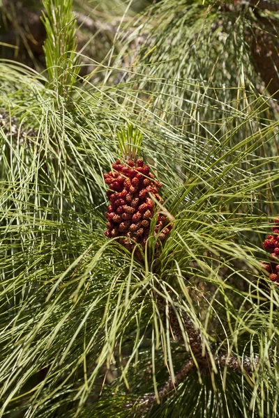 Pinus canariensis — Stock Photo, Image