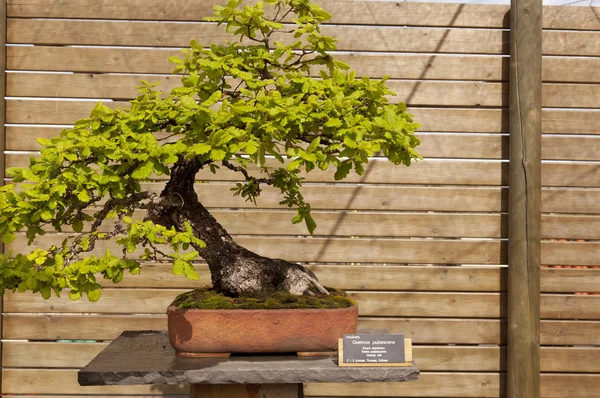 Quercus humilis — Stock Photo, Image