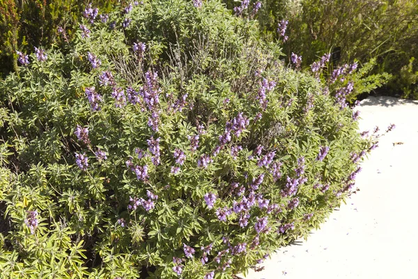 Amerikanische Salvia — Stockfoto