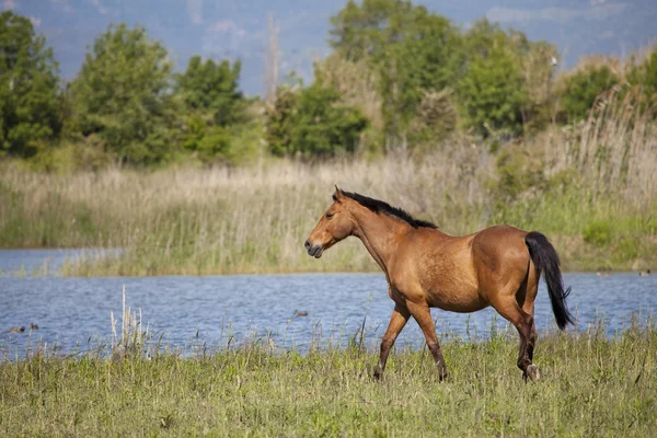 ドラフト馬 — ストック写真