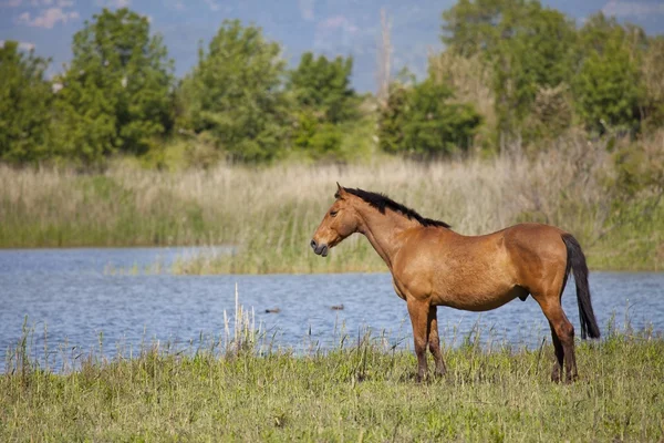 Чорнові коні — стокове фото