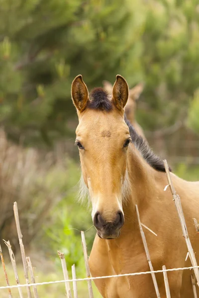 Драфтовые лошади — стоковое фото