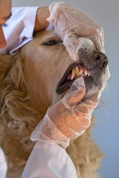 Perro con su veterinario — Foto de Stock