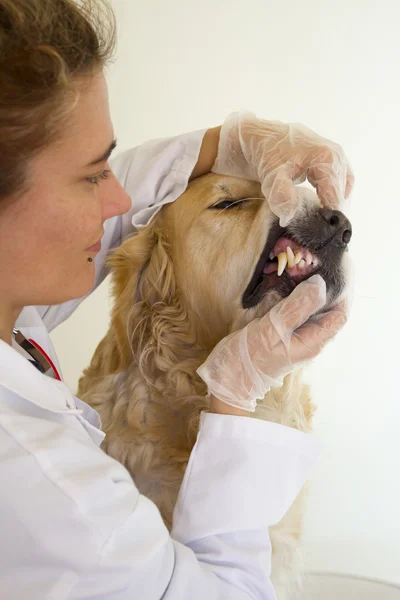 Собака з ветеринаром — стокове фото