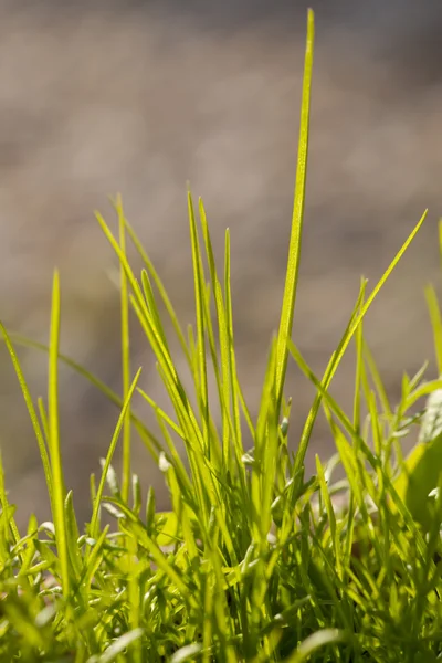 stock image Green shoots