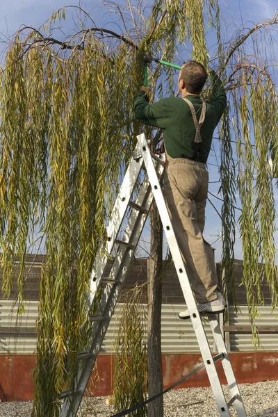 Jardinero poda un árbol —  Fotos de Stock