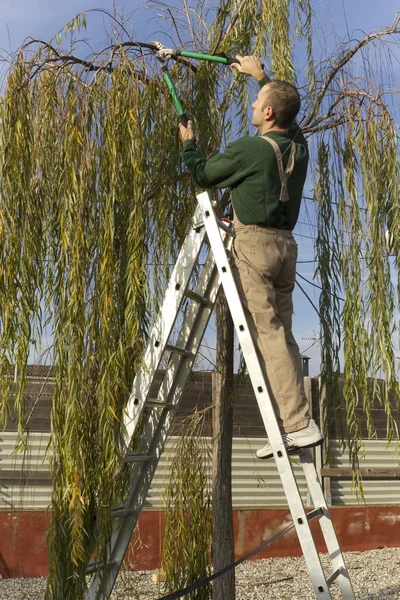 Jardineiro poda uma árvore — Fotografia de Stock