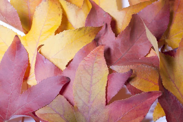 stock image Dry autumn leaves