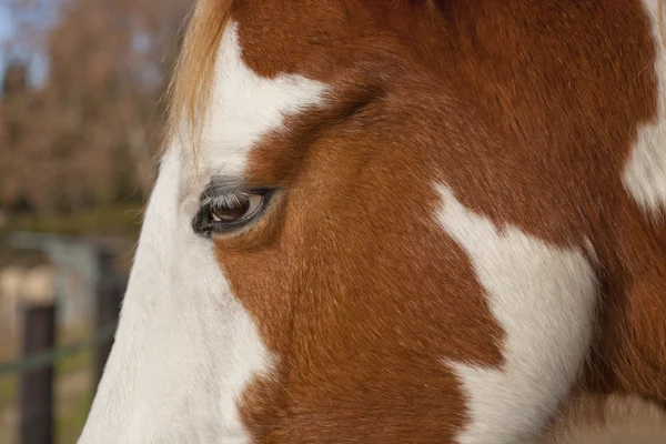 Spanisches Pferd — Stockfoto
