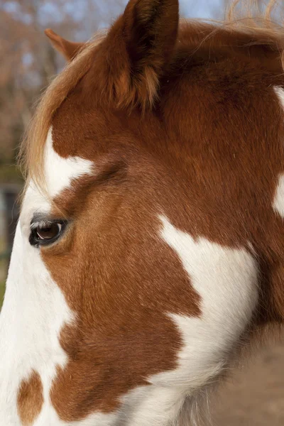 Spansk häst — Stockfoto
