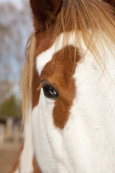 Іспанська кінь — стокове фото