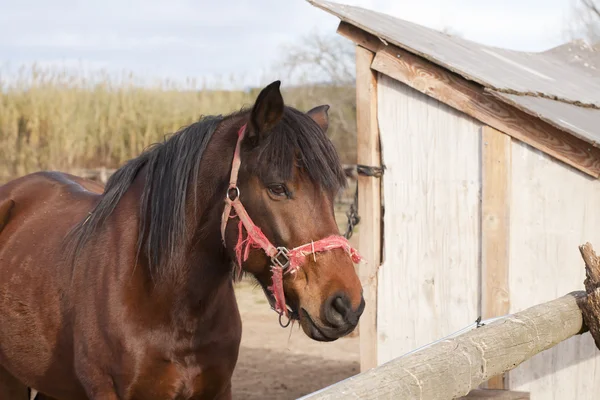 Cavalo espanhol — Fotografia de Stock