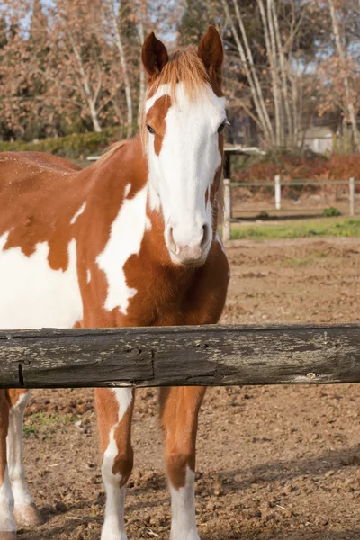 Španělská kůň — Stock fotografie