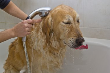 bir köpek için banyo