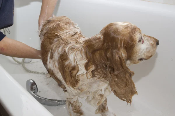 Bagno a un cane — Foto Stock