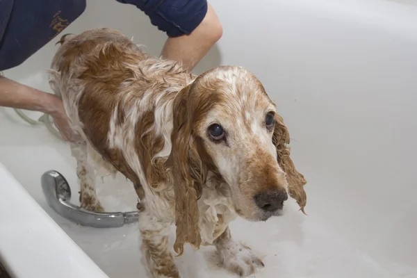 Fürdőszoba-hoz egy kutya — Stock Fotó