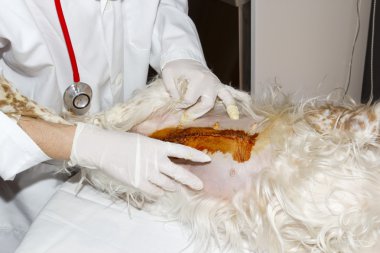işlem bir köpek