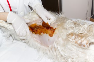 işlem bir köpek