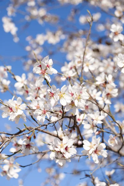 stock image Almonds with its flower