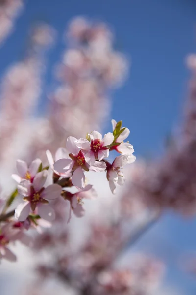 Almonds with its flower — Stock Photo, Image