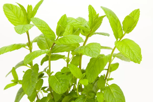 Fresh mint leaves — Stock Photo, Image