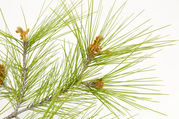 Pine branches — Stock Photo, Image