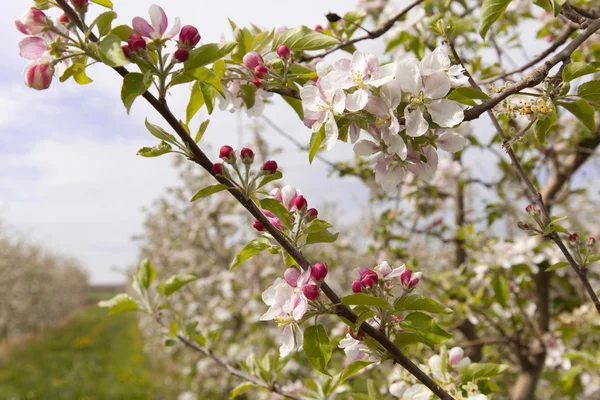 Pear Blossom — Stock Photo, Image