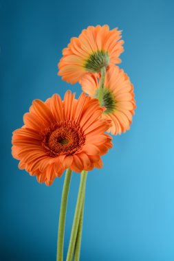 Gerbera