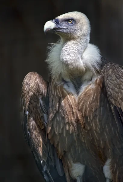 Perfil lateral da cabeça de um abutre Griffon — Fotografia de Stock