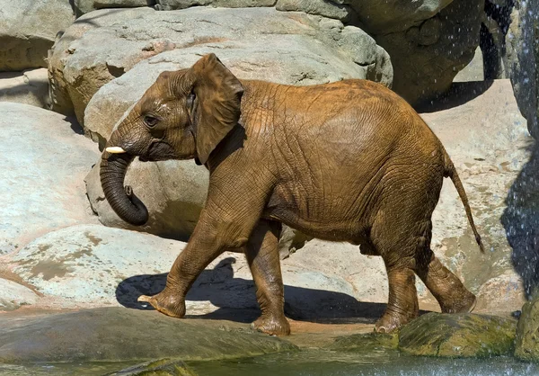Słoń afrykański, niedawno kąpała. — Zdjęcie stockowe