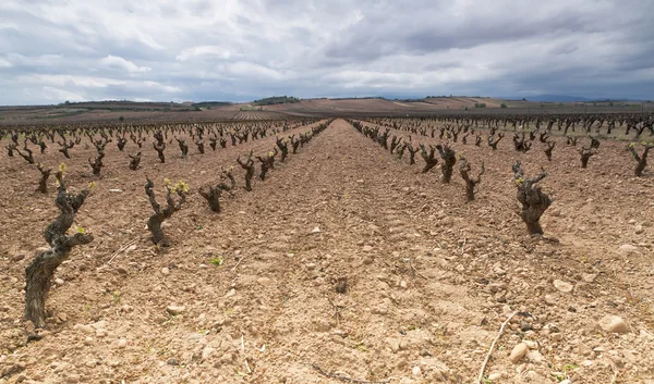 Azienda vinicola a La Rioja, Spagna — Foto Stock