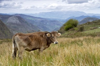 inek bir mera üzerinde asturias