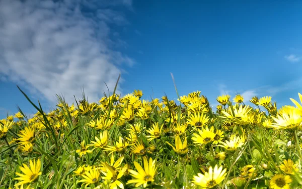 stock image Bright flowers in early spring