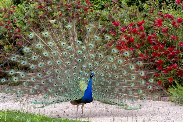 Hermoso pavo real masculino mostrando sus plumas . — Foto de Stock