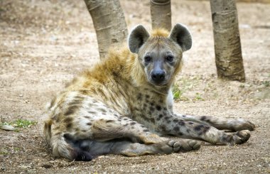 Hyena lying clipart