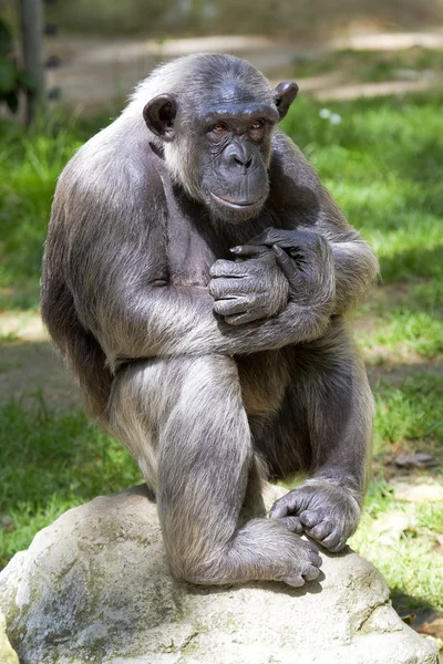 Gros plan du chimpanzé (Pan troglodytes ) — Photo
