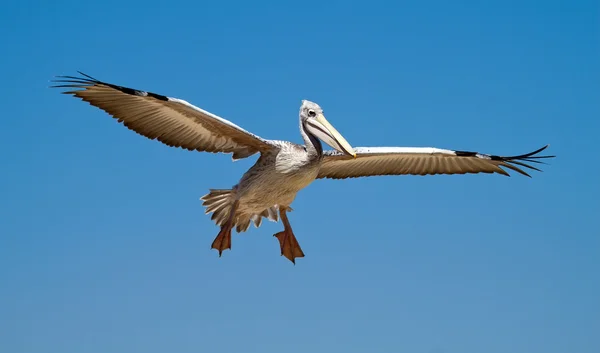 Pelican in de hemel — Stockfoto