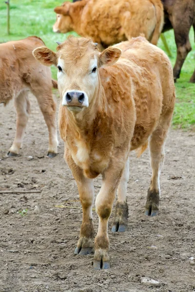 Small cow — Stock Photo, Image