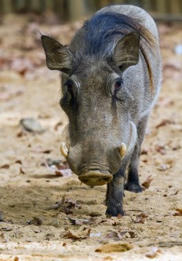 yaban domuzu veya ortak warthog, phacochoerus africanus