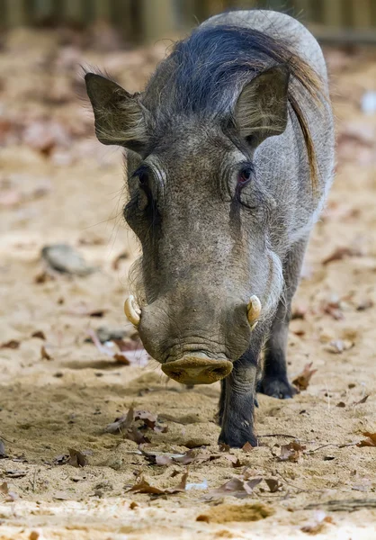Warthog or Common Warthog, Phacochoerus africanus — Stock Photo, Image