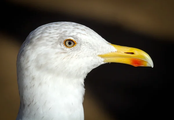 Retrato de gaivota — Fotografia de Stock