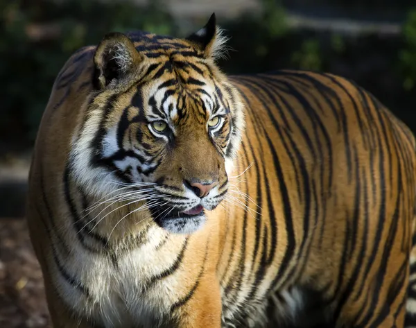 Sumatra tiger panthera tigris sumatrae — Stockfoto