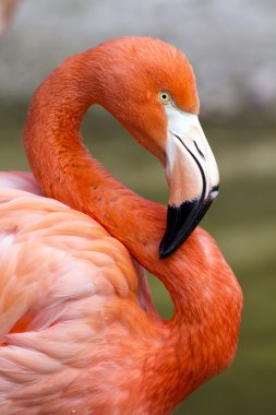 Flamingo in S clipart