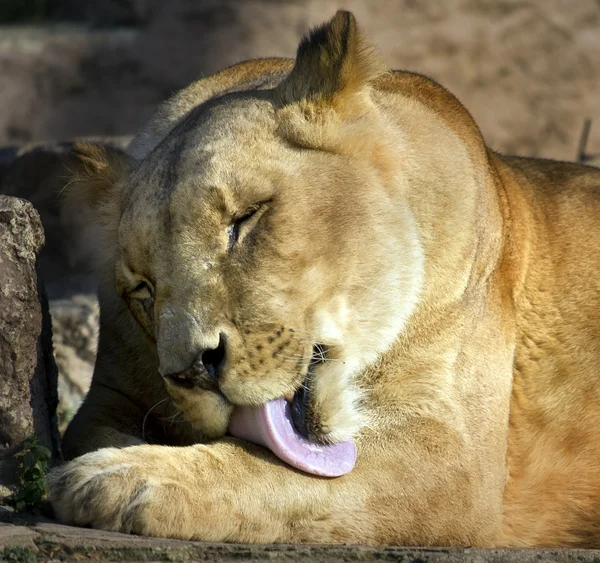 Löwin leckt — Stockfoto