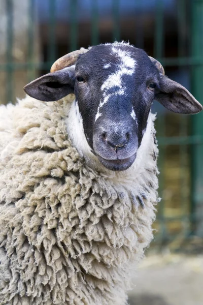 stock image Sheep farm