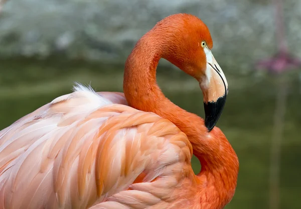 Flamingo em S — Fotografia de Stock