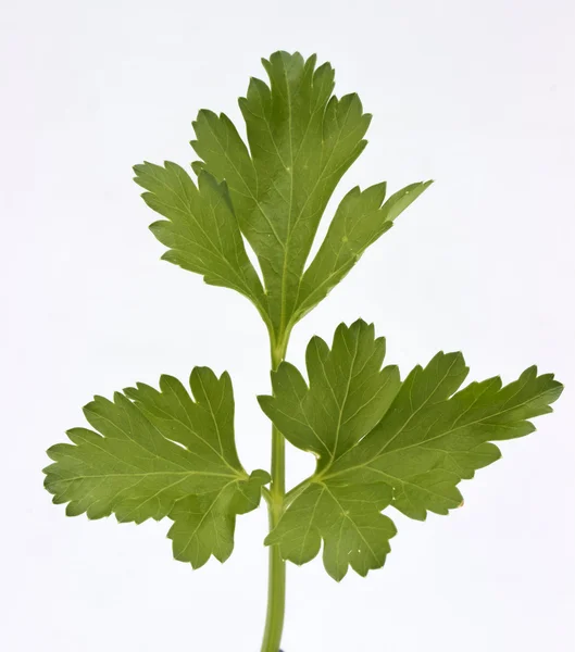 Leaf parsley — Stock Photo, Image