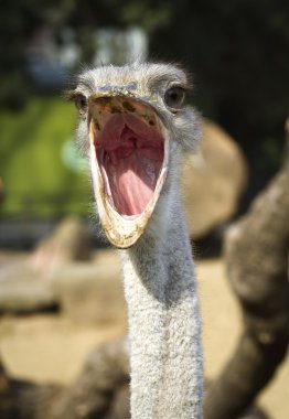 Close up portrait of ostrich clipart