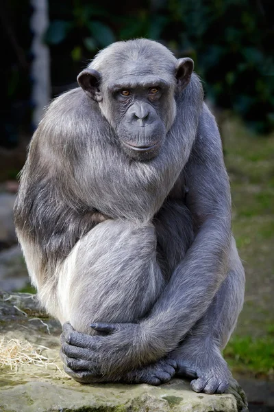Primer plano del chimpancé (Pan troglodytes ) —  Fotos de Stock